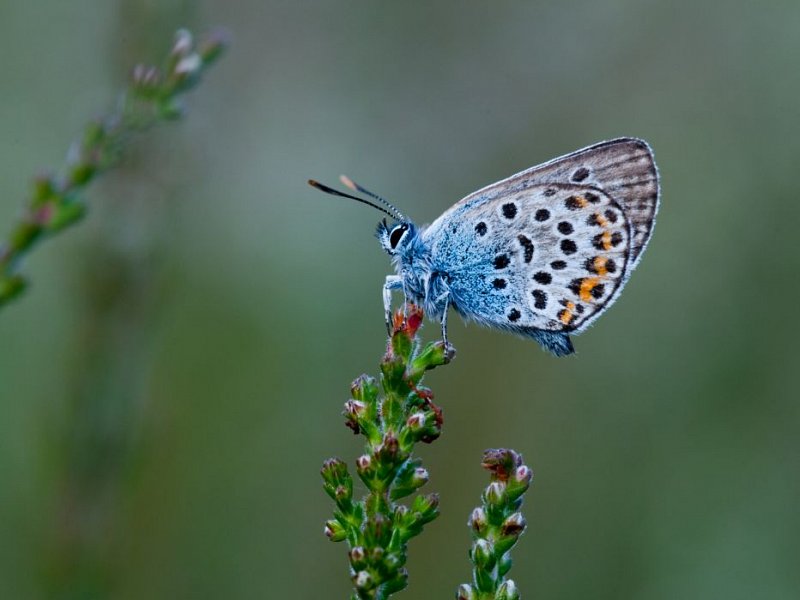 Wildlife Courses and Walks in June 2017